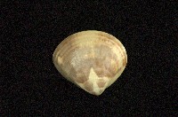 藏品(普通文蛤)的圖片